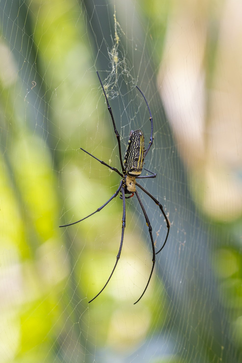 Spider Control Service