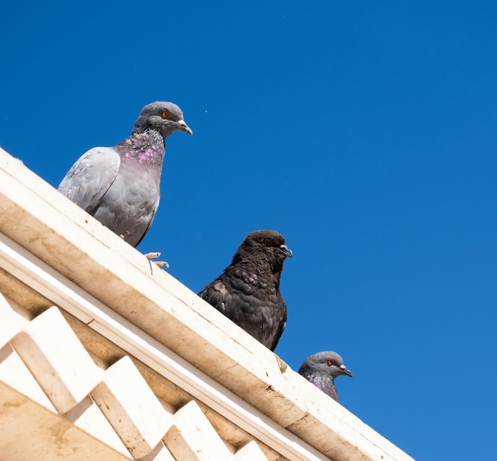 Bird Proofing Systems