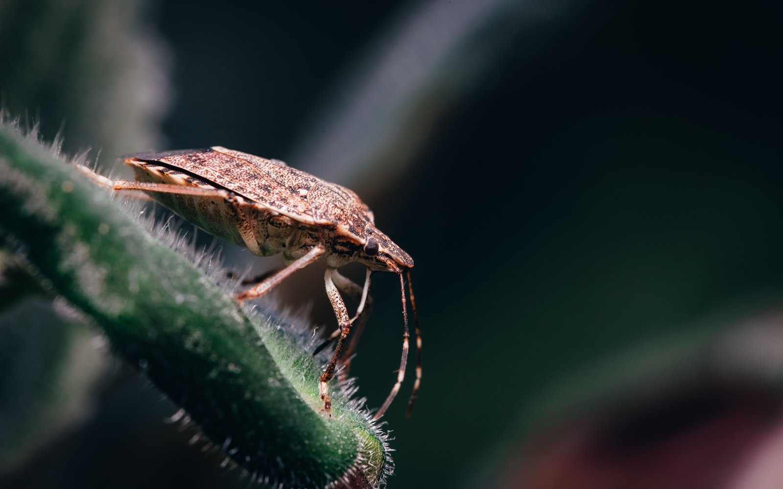 Bug Control Service