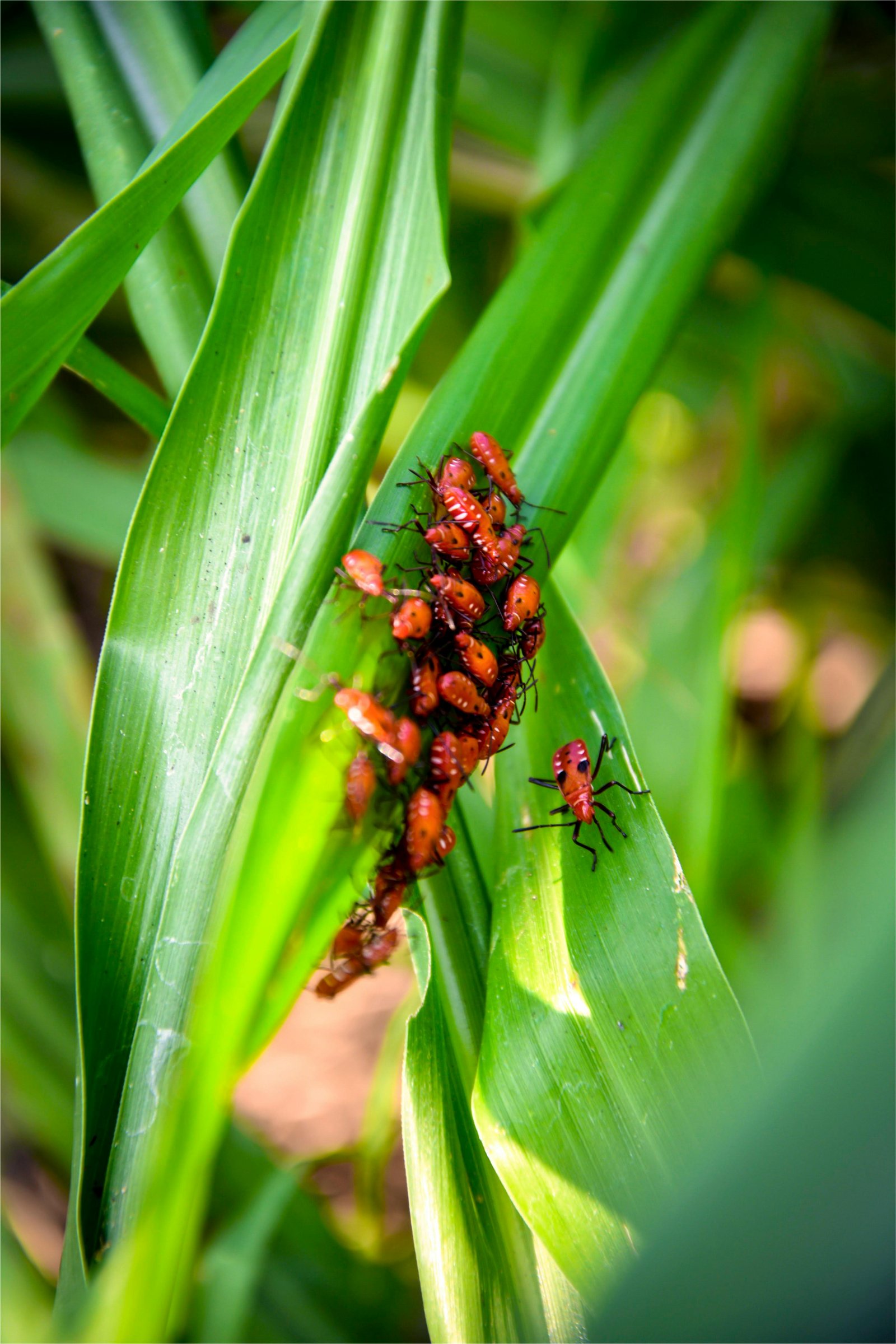 Custom Pest Control