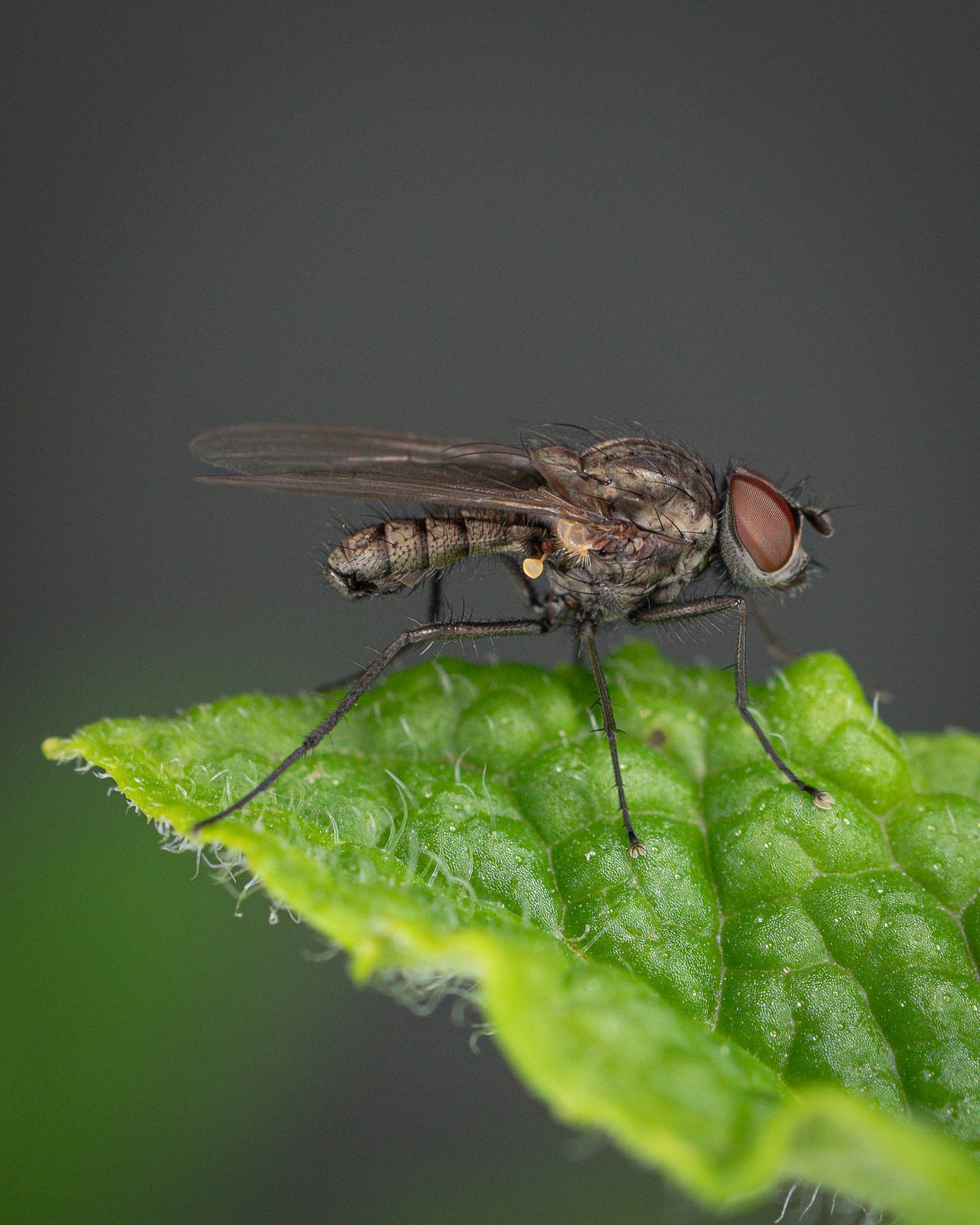Fly Control Management