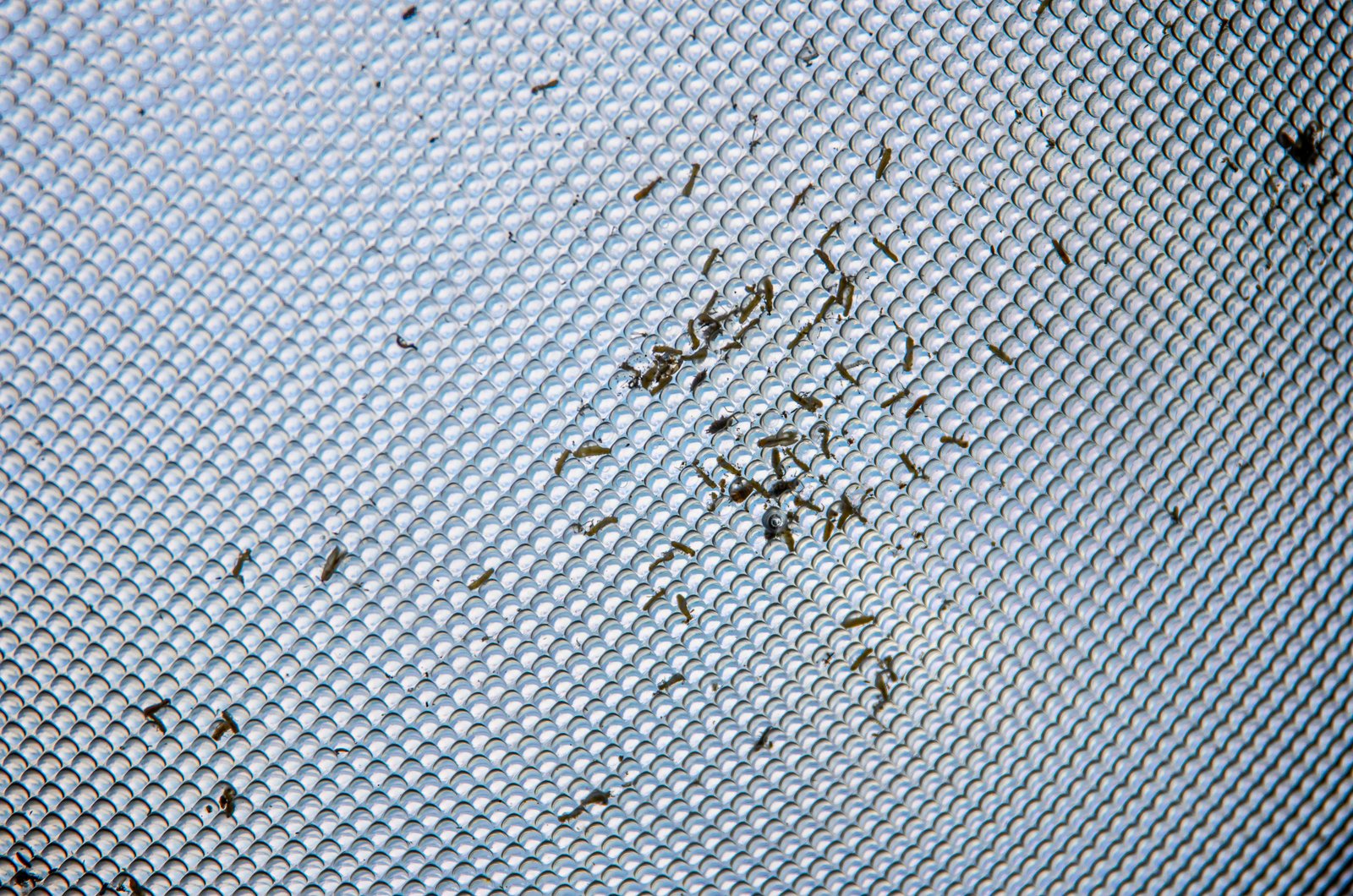 Insect Light Trap Control Systems