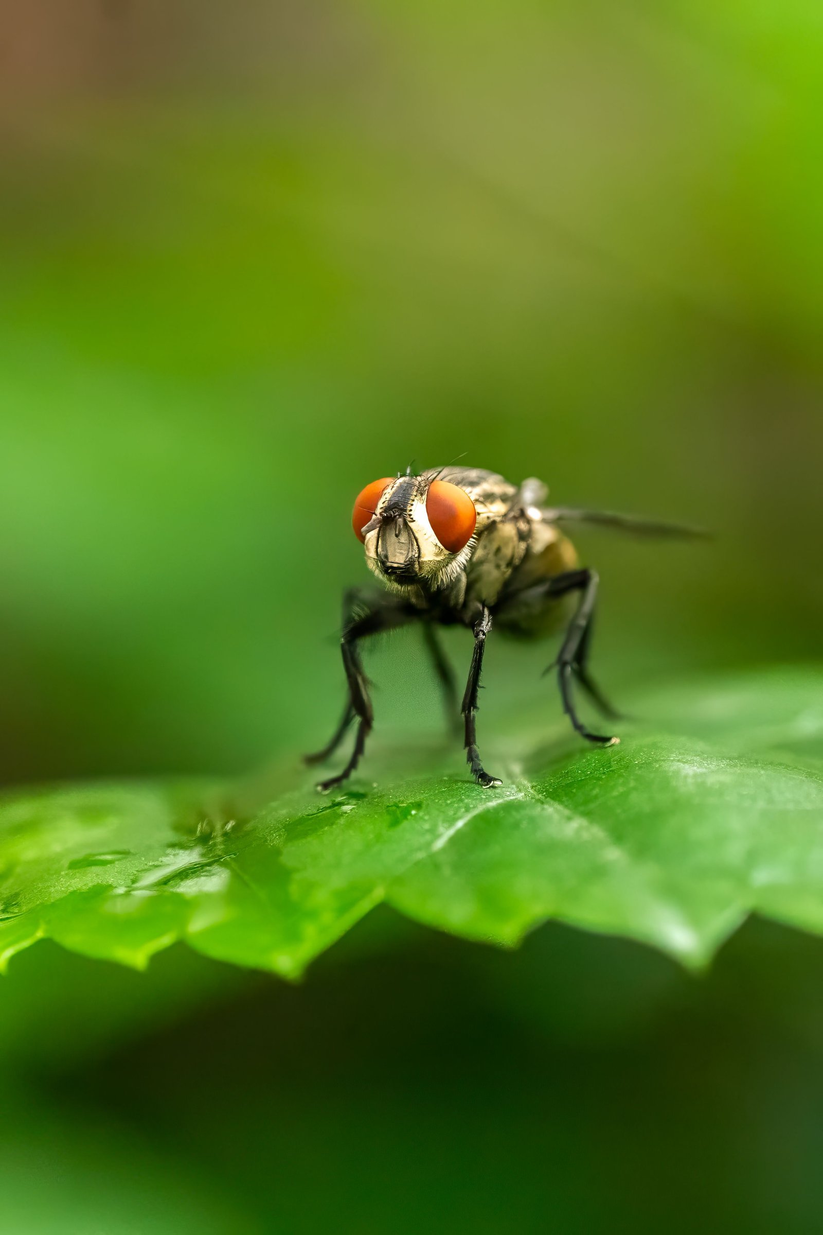 Insect Light Trap Systems