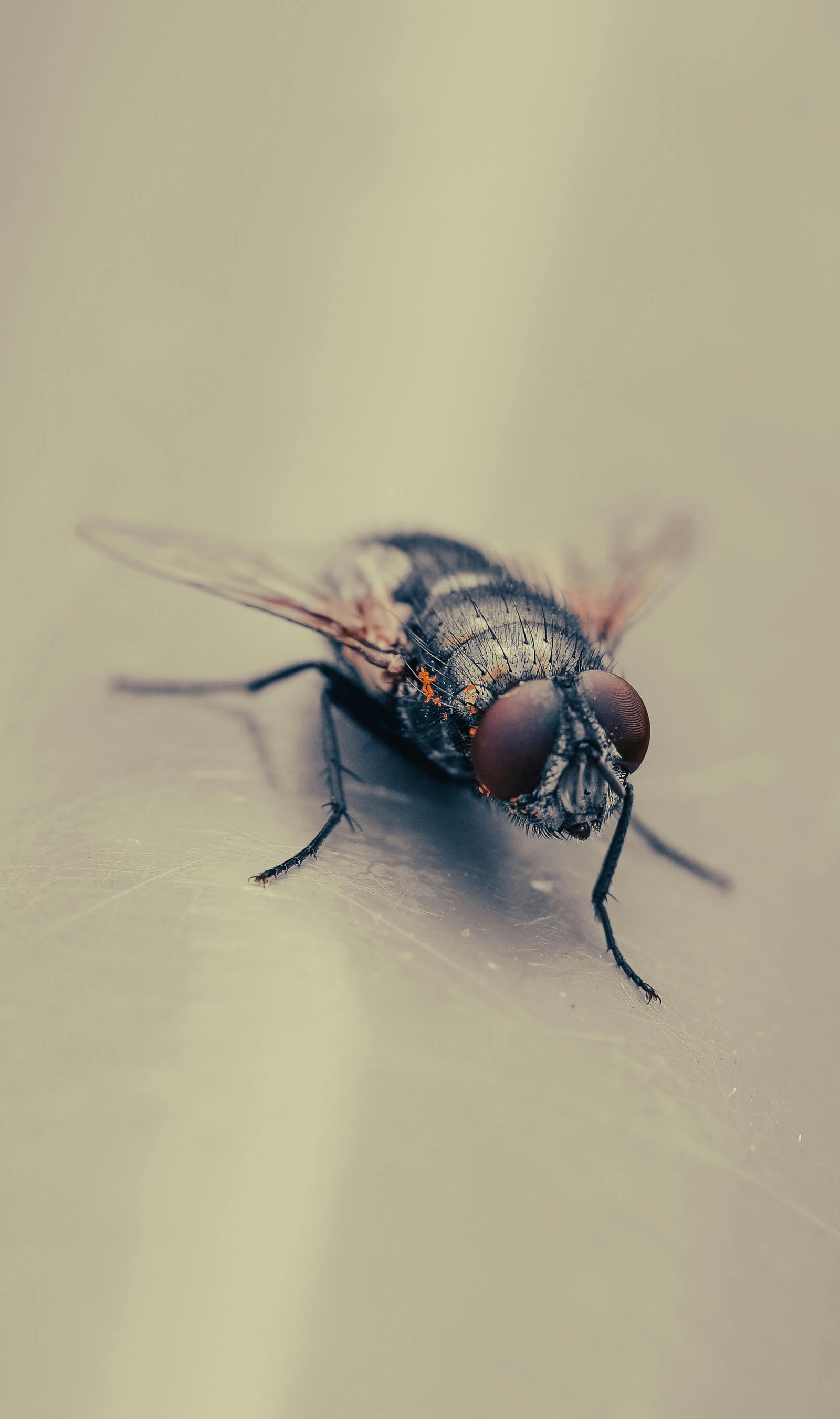 Integrated Pest Management