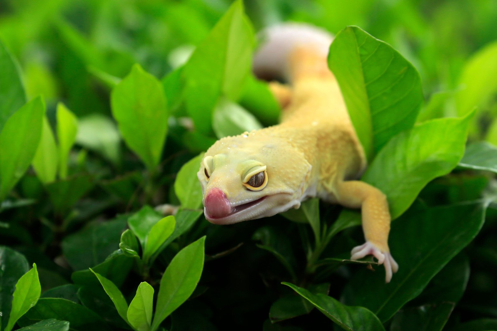 Lizard Control & Prevention