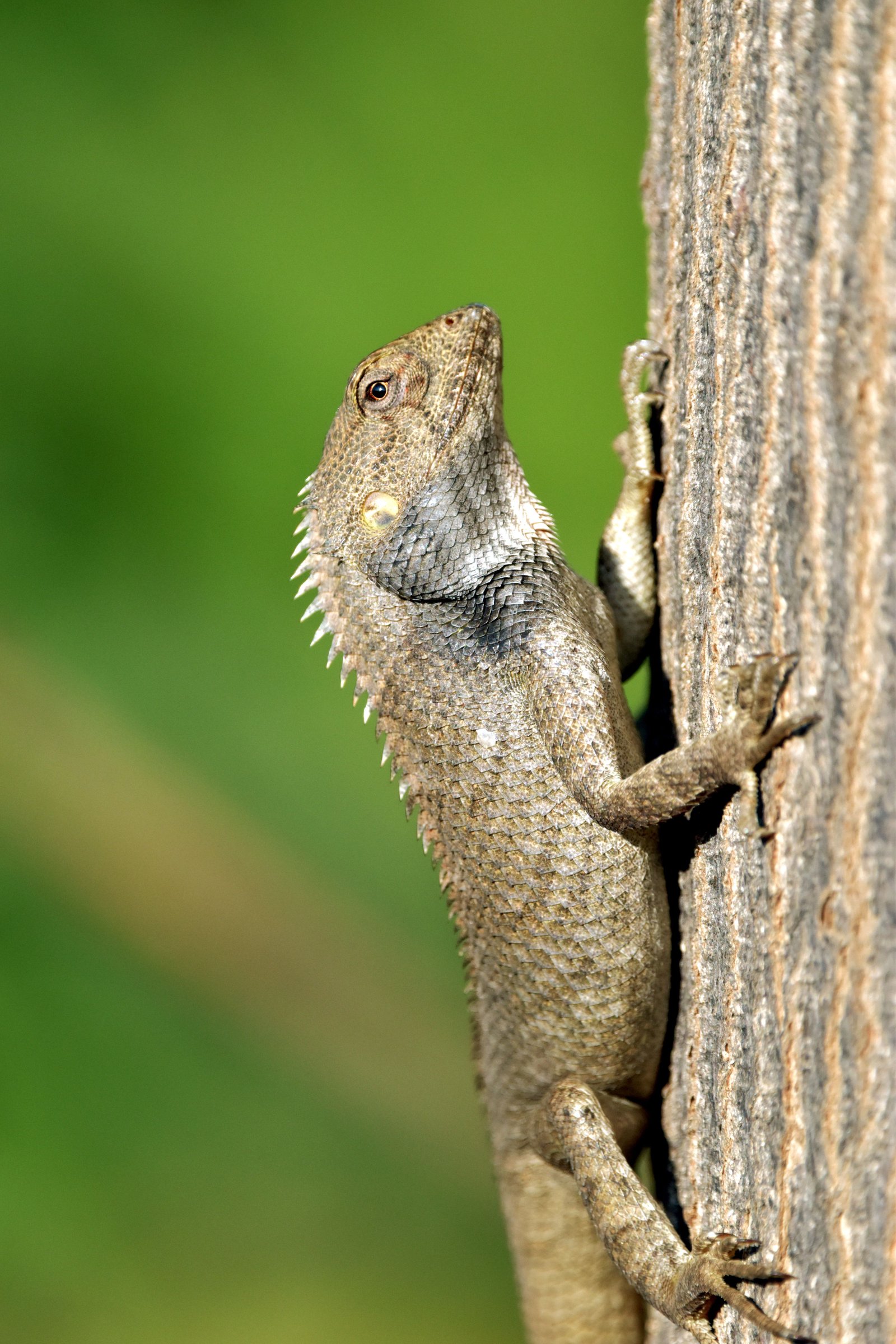 Lizard Control & Prevention