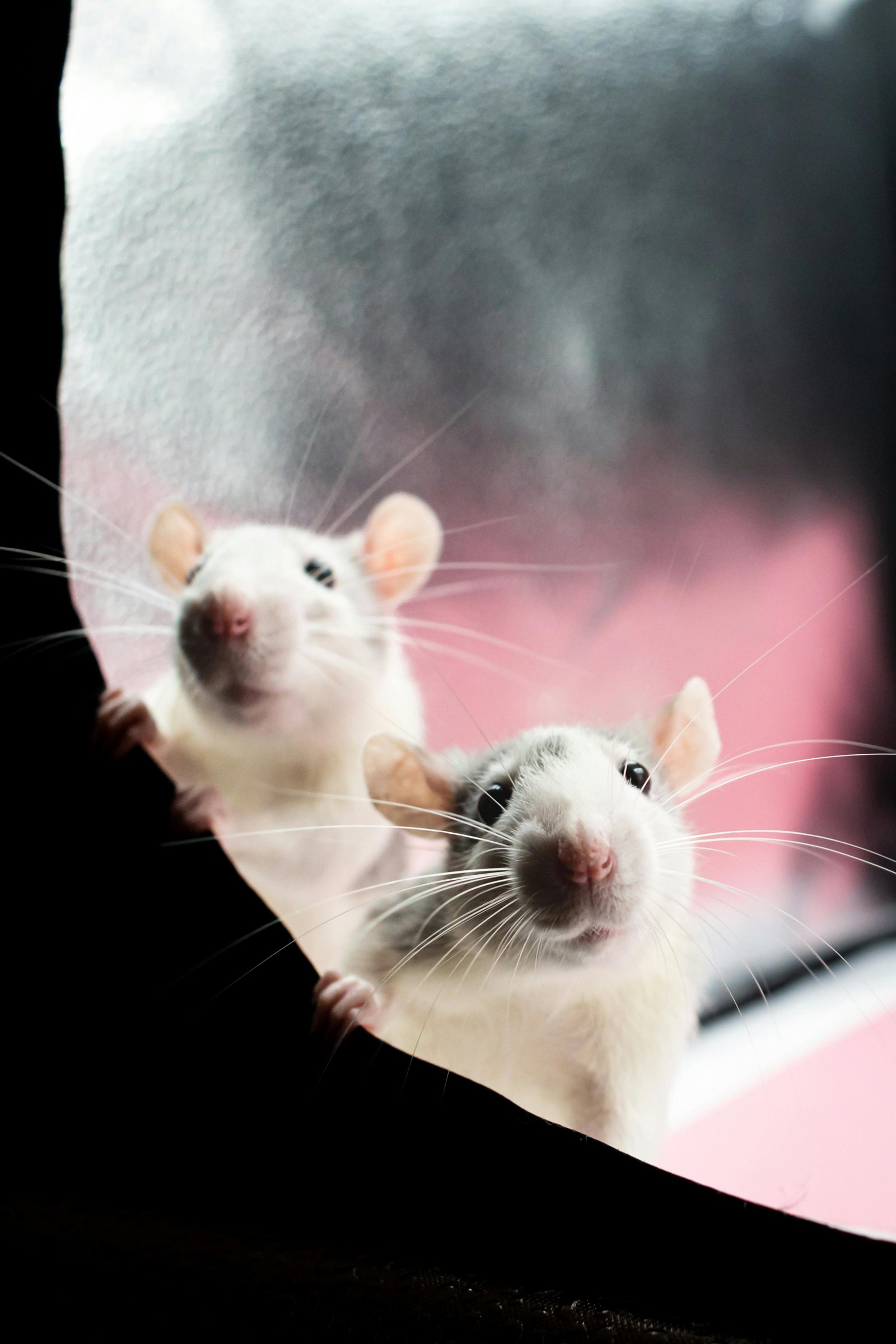 Vehicle Pest Control Protection