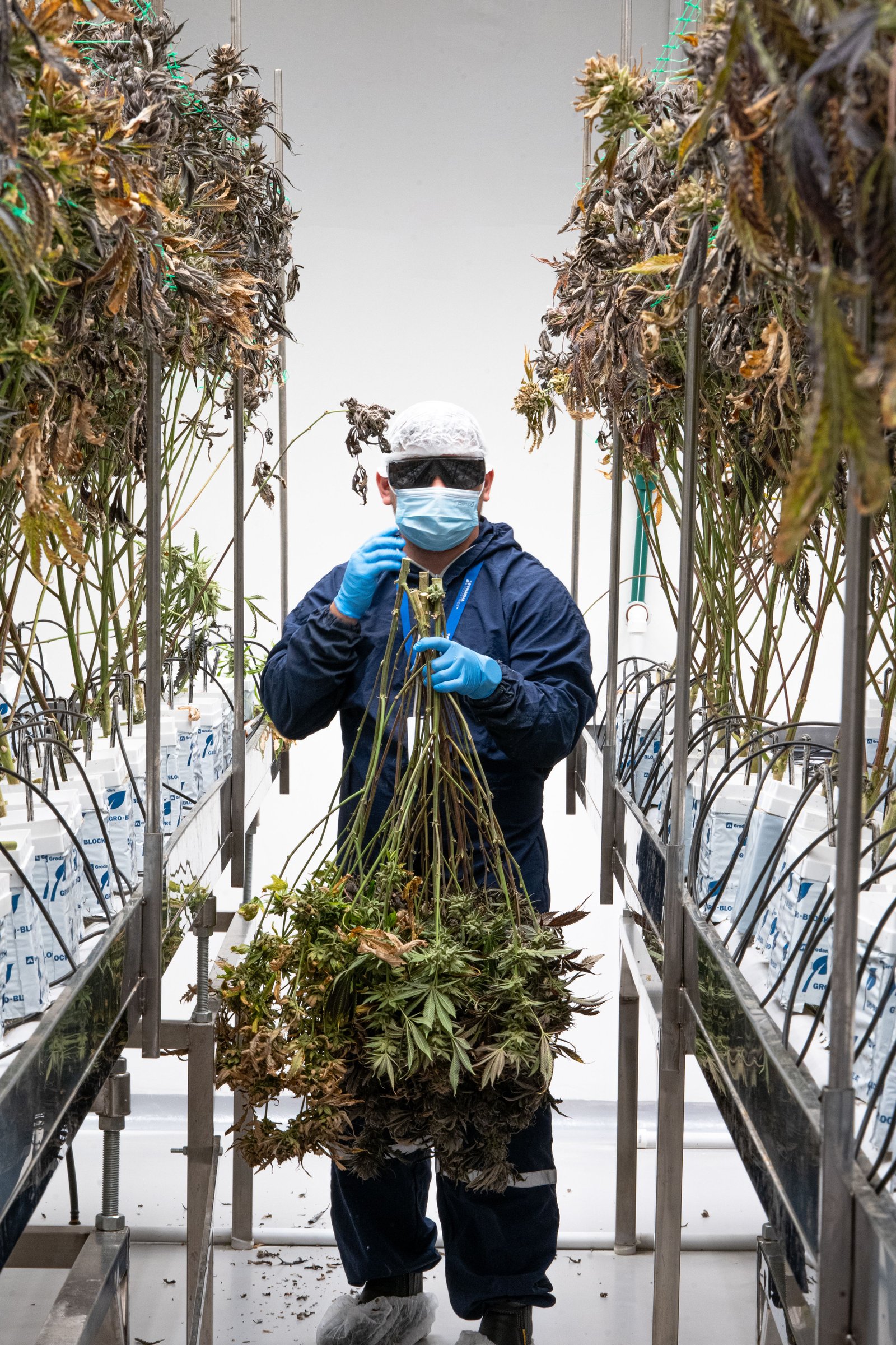 Weed Control Service