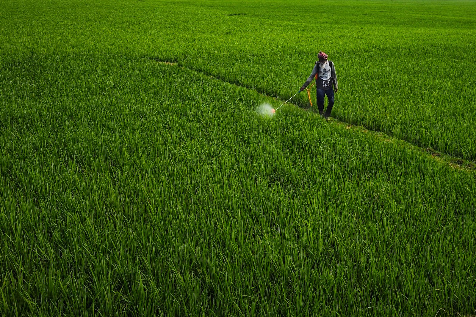 Weed Control Service