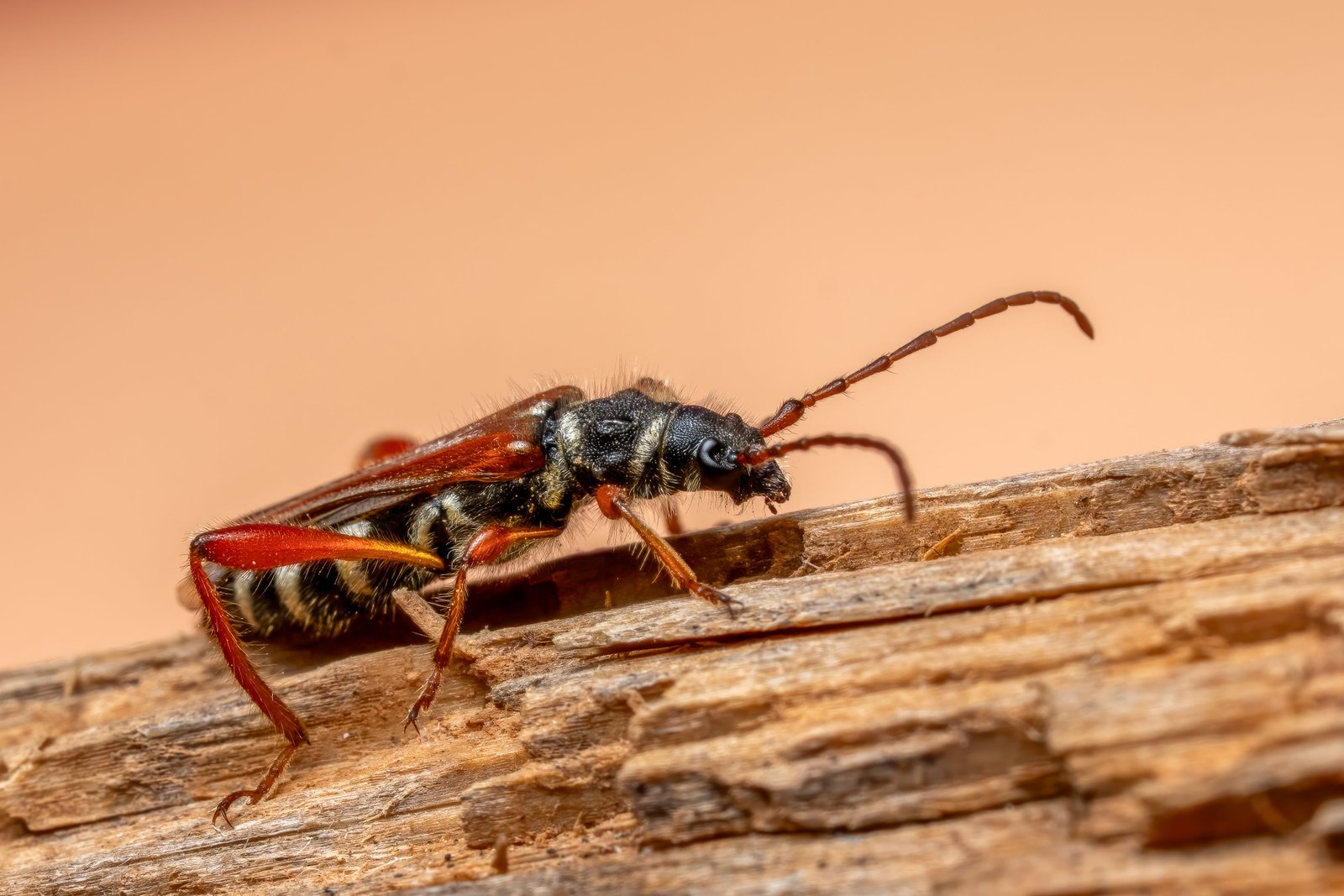 Woodborer Control Treatment